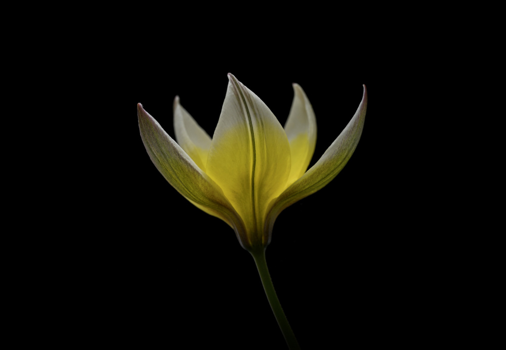 Tulipa Urumiensis von Lotte Grønkjær