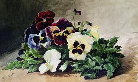 Winter Pansies