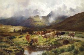 Eine Hochland-Herde bei Strathfillan, Perthshire