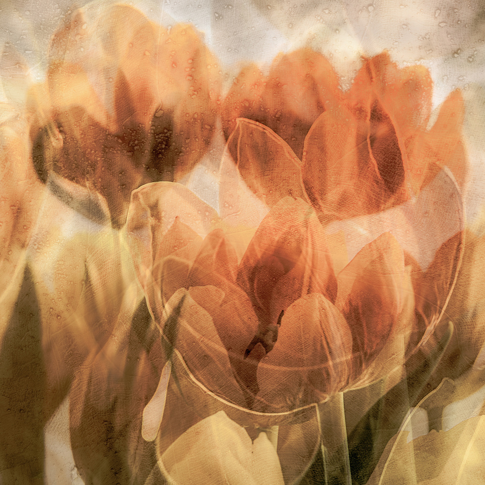 Tulpen von Luc Vangindertael (laGrange)