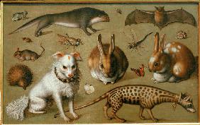 Tierbild mit Ginsterkatze 1560