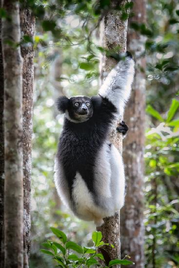 Indri-Lemur