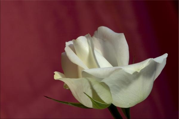 die weiße Rose von Luisa Anders