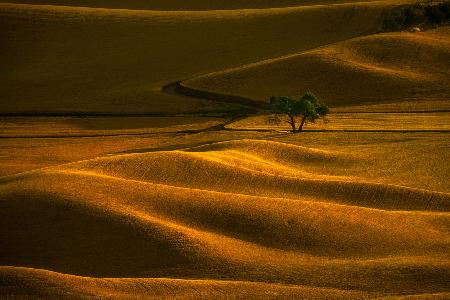 Einsamer Baum im goldenen Feld
