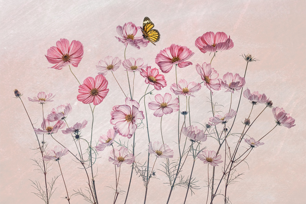 Kosmos und Schmetterling von Lydia Jacobs