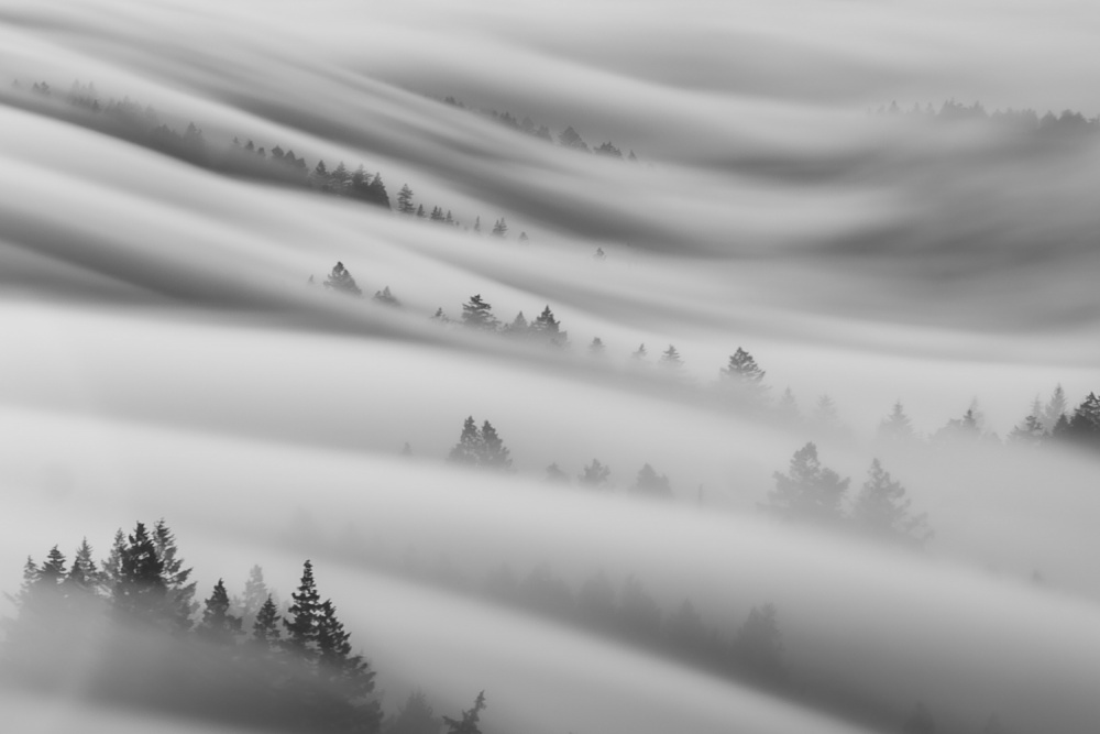 Im Nebel von Lynette Sun