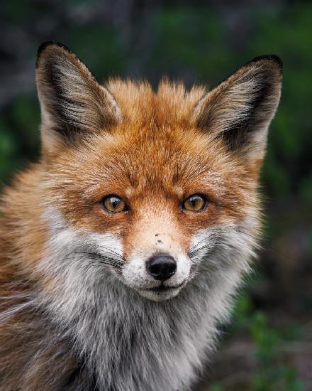 roter Fuchs