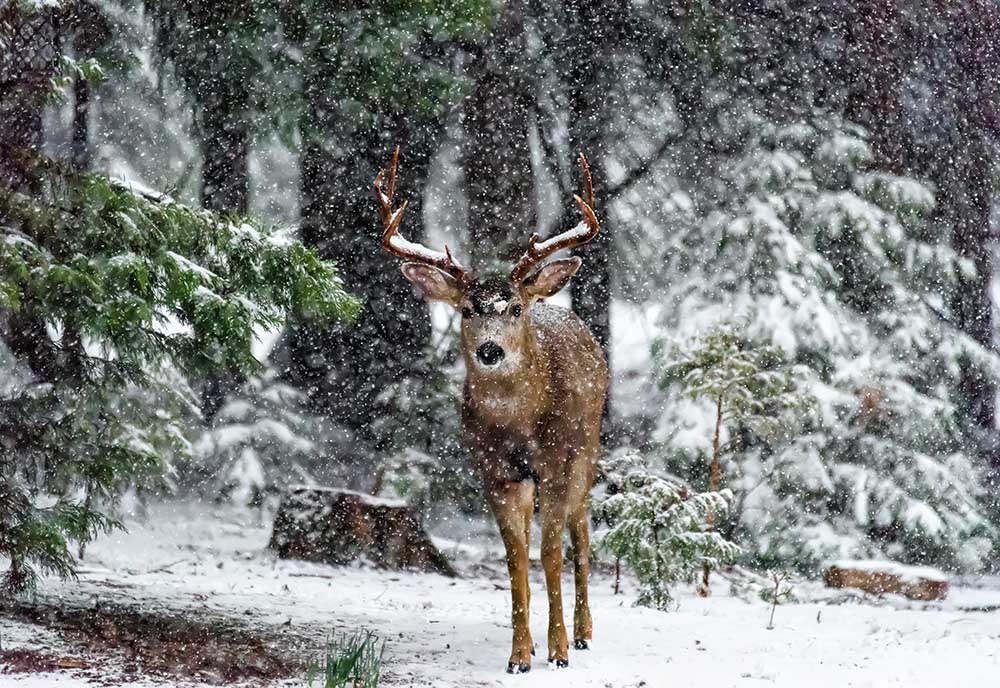 Schneesturm und der Hirsch von Majestic Moments Photography
