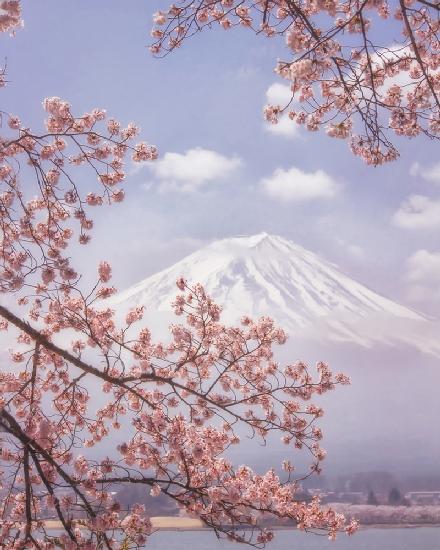 Mt.Fuji in den Kirschblüten