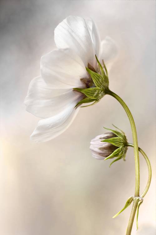 Cosmos von Mandy Disher