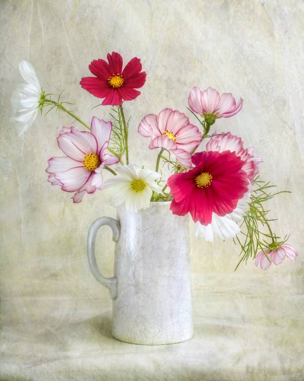 Cosmos carnival von Mandy Disher