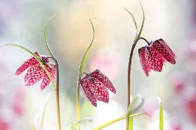 Snakes head Fritillary