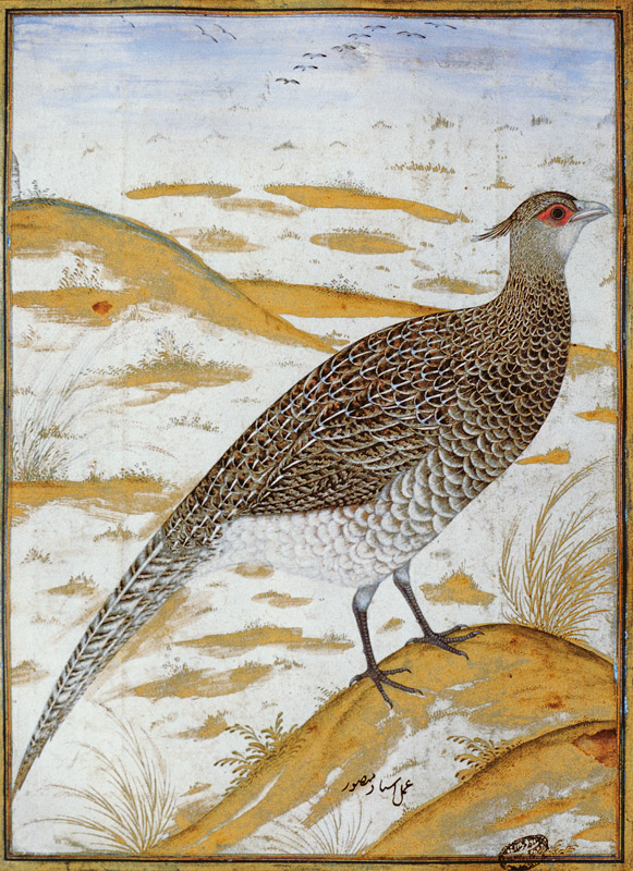 Himalayan cheer pheasant, Jahangir Period, Mughal von Mansur
