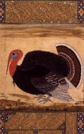 A turkey-cock, brought to Jahangir from Goa in 1612, from the Wantage Album, Mughal c.1612