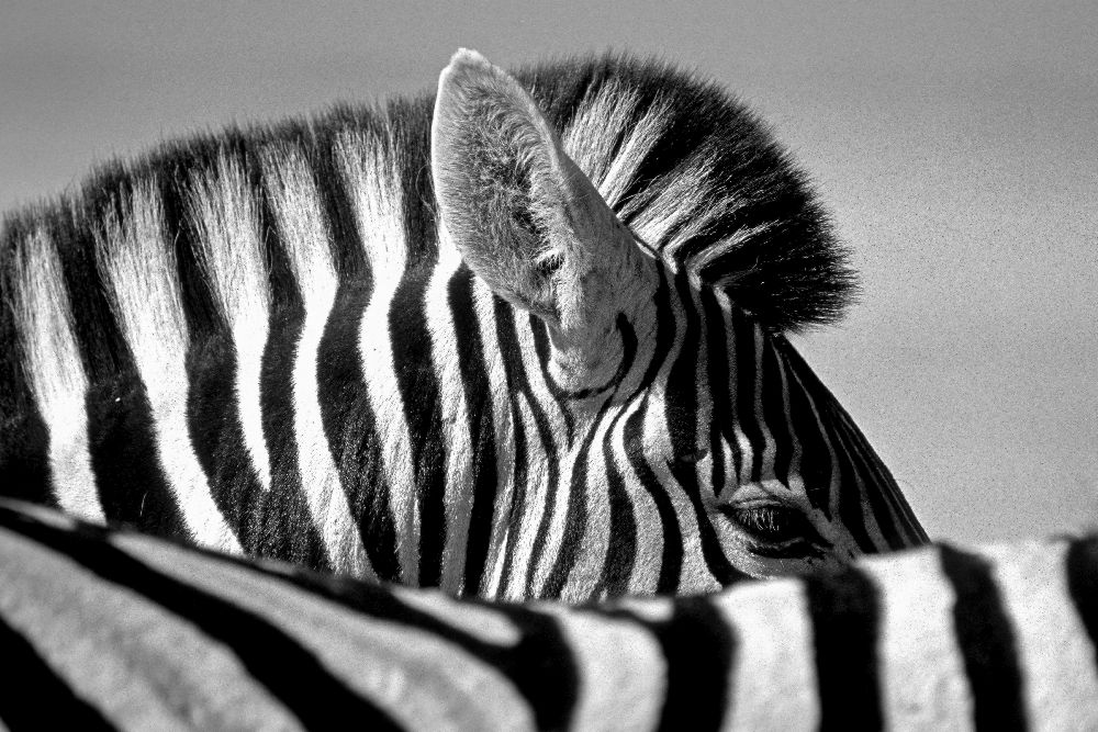 Neugieriges Zebra von Marc Pelissier