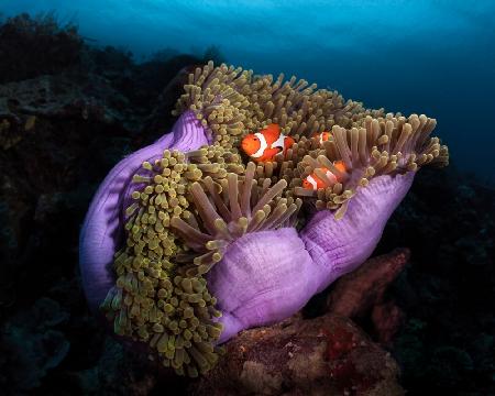 Clownfisch mit prächtiger Anemone