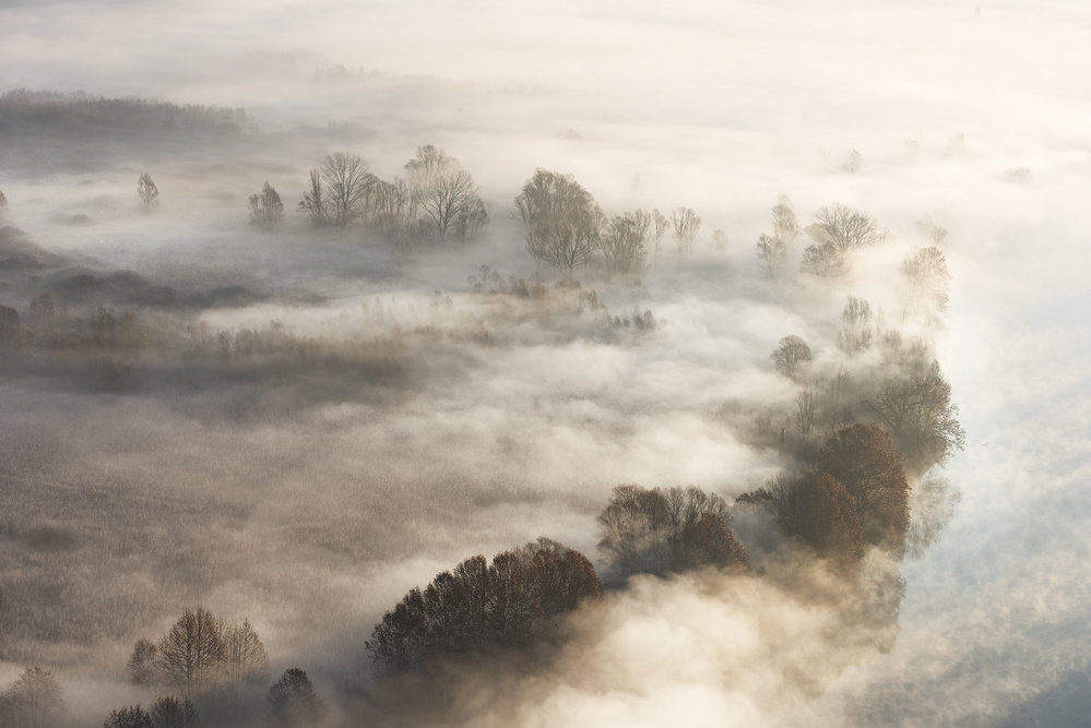 Bäume im Nebel von Marco Galimberti