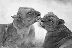 Lions in B&W