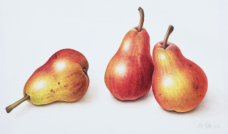 Red Pears von Margaret Ann  Eden