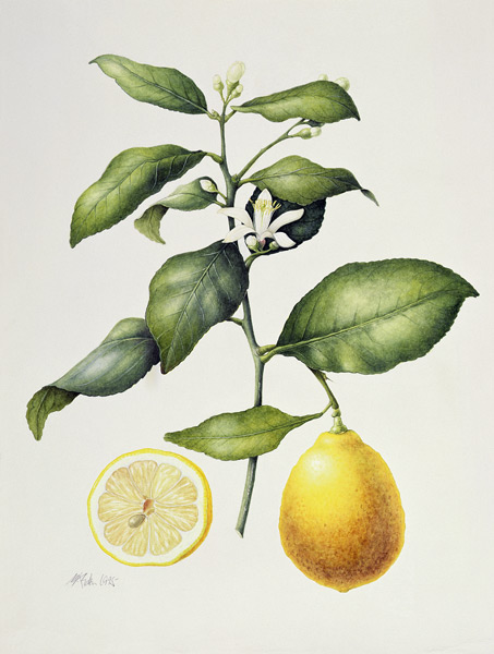 Citrus Limon von Margaret Ann  Eden