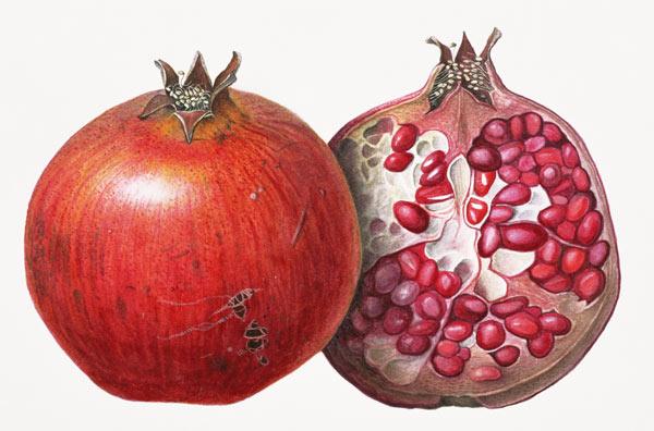 Pomegranate 1995