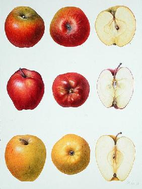 Six Apples, 1996 (w/c on paper) 