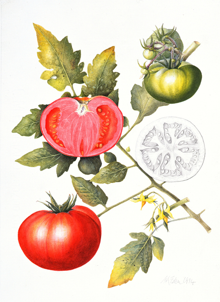 Tomatoes von Margaret Ann  Eden