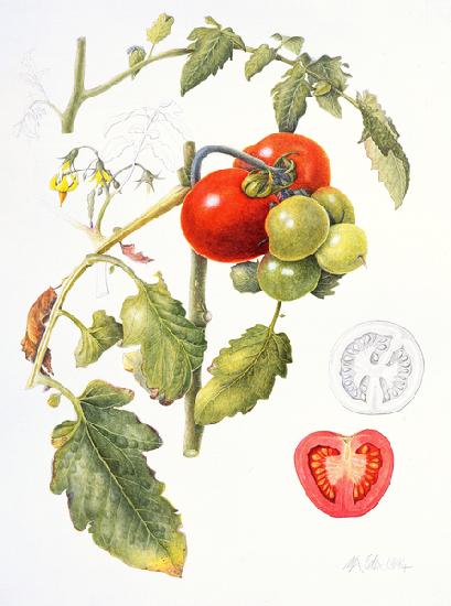 Tomatoes 1994