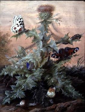 Insects Around a Thistle 1700  on