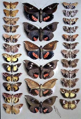 Papuan Moths 1917-18  o