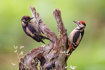 Das Treffen