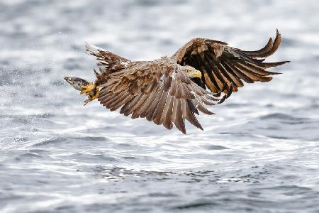 Der Seeadler – die Wiederbesiedlung Schottlands