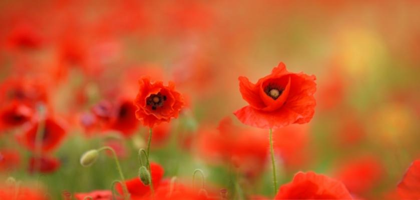 Rot im Feld von Mariola Bednar