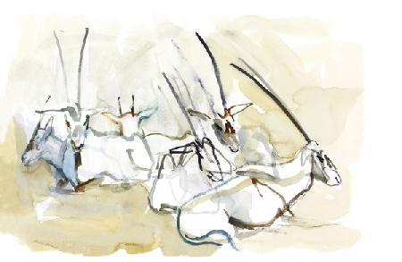 Arabian Oryx 2010