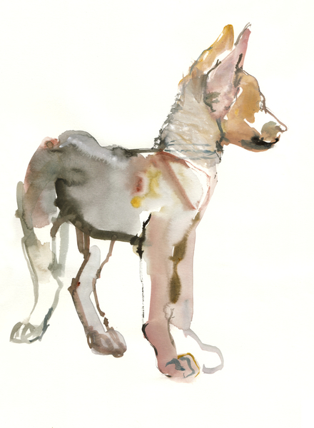 Waggle (Arabian Wolf Pup) von Mark  Adlington