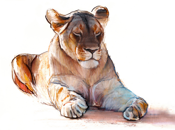 Yogi Lioness von Mark  Adlington
