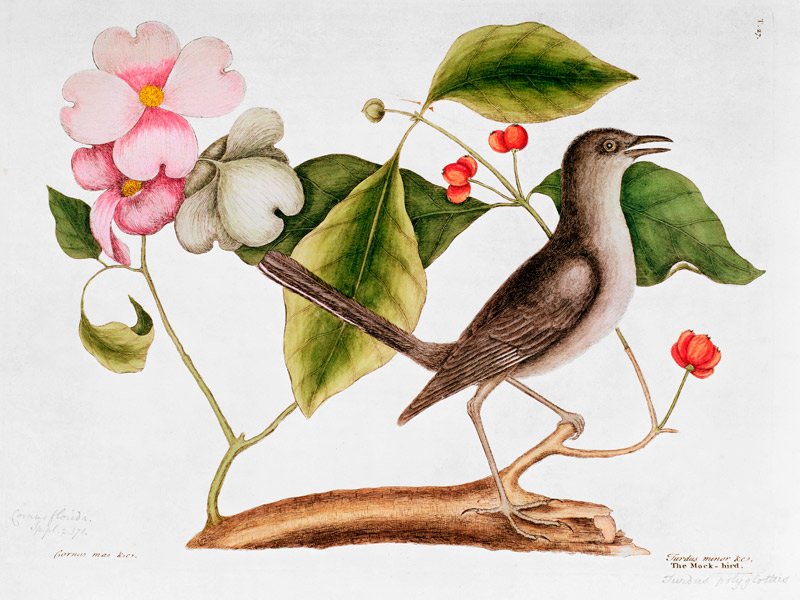 Dogwood: Cornus florida and Mocking Bird from the "Natural History of Carolina" (1730-48) von Mark Catesby