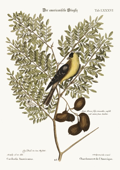 The American Goldfinch von Mark Catesby