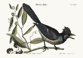 The blue Jay 1749-73