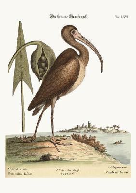 The brown Curlew 1749-73