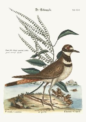 The Chattering Plover 1749-73