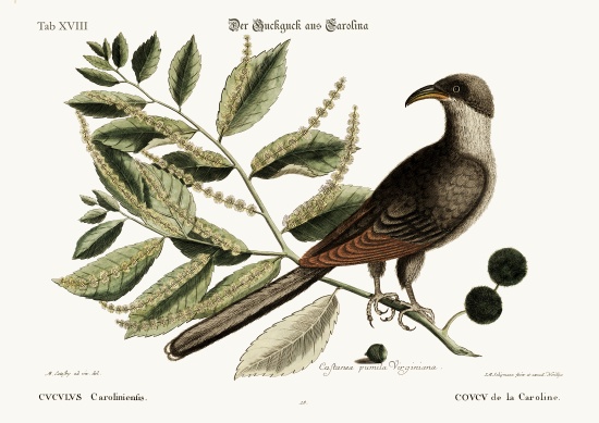 The Cuckow of Carolina von Mark Catesby