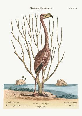The Flamingo 1749-73