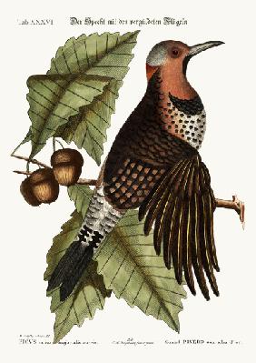The gold-winged Woodpecker 1749-73
