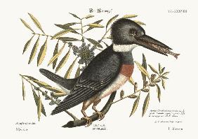 The Kingfisher 1749-73