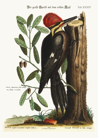 The larger red-crested Woodpecker von Mark Catesby