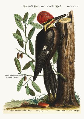 The larger red-crested Woodpecker 1749-73
