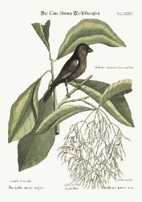 The little black Bullfinch 1749-73