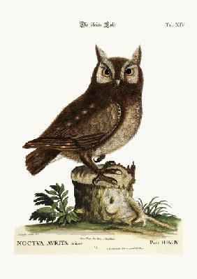 The little Owl 1749-73