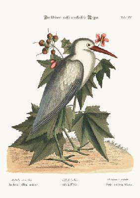 The little white Heron 1749-73